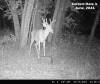 Junebuck1