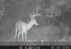 cweb_buck11