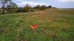 16drone_deer2yessmallScreenshot (707)_easyHDR-default