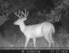 bweb_buck6
