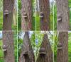 11awalnut_trees