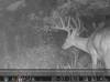 bweb_buck12