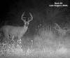 yesbuck8b