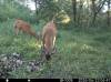 6-28-26-buckpic3
