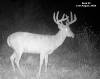 yesbuck2SYFW0833