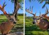 9buckmounts