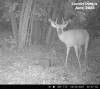 Junebuck4