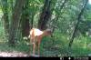 web_buck2