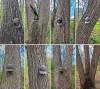 10oak_trees