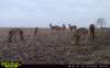 40deer1pic