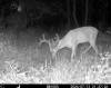 cweb_buck2