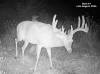 yesbuck1SYFW0929