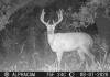 bweb_buck13