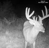 yesbuck1SYFW1090