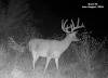 yesbuck3SYFW1375