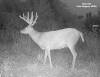 yesbuck5SYFW1007