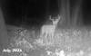 web_buck6