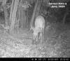 Junebuck3