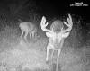 yesbuck2SYFW0134