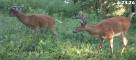 6-28-26-buckpic2