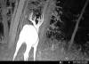 web_buck3