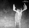 yesbuck1SYFW1091