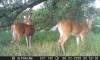 6-28-26-buckpic1