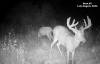 yesbuck2SYFW0146