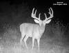 yesbuck3SYFW0865