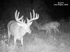 yesbuck1SYFW0229
